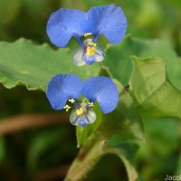 Commelina benghalensis L.